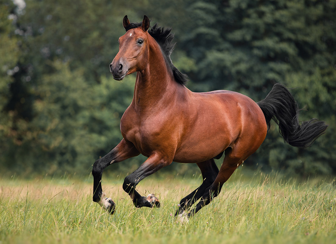 Mortality Insurance - Horse Running Through an Open Field