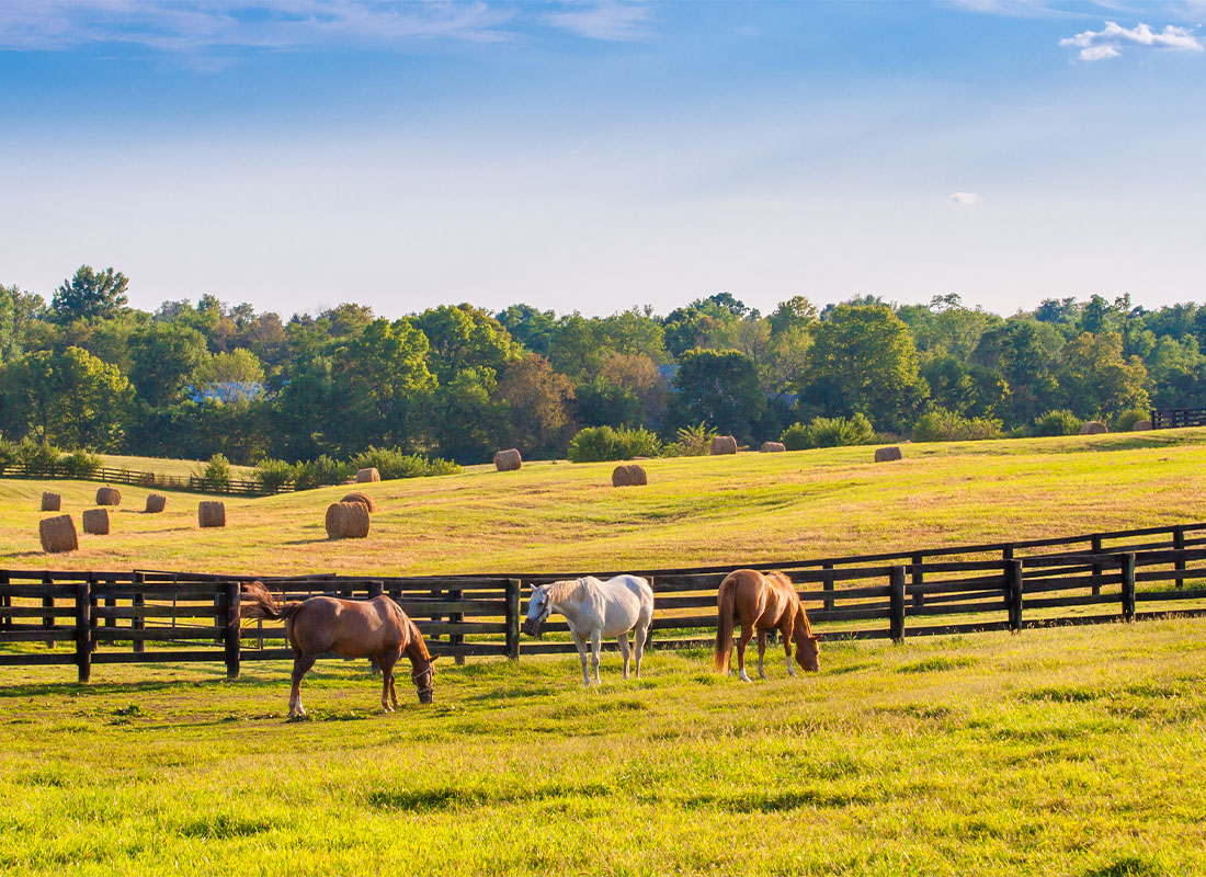 Property:Casualty Insurance - Horses Eating Grass While Standing on a Field in a Farm